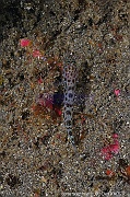 Thorogobius ephippiatus Gobie leopard-Acores Sao Miguel H2KAL-17m-20170826-Denis-ADER-DSC_0447_tn
